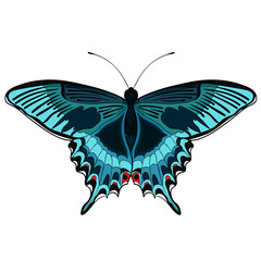 the butterfly Papilio maackii tropical.  illustration