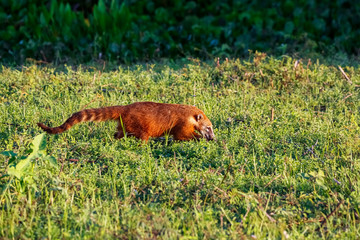 Beautiful colored Coati in natural habitat foraging in late afternoon light, Pantanal Wetlands, Mato Grosso, Brazil