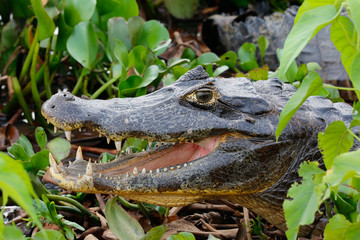 Close-up of a Caiman yacare profile with open mouth surrounded by green leaves, Pantanal Wetlands,...