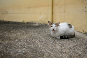 Cat sitting on outdoor concrete floor