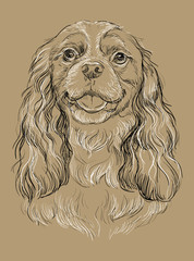 Beige Cavalier King Charles Spaniel vector hand drawing portrait