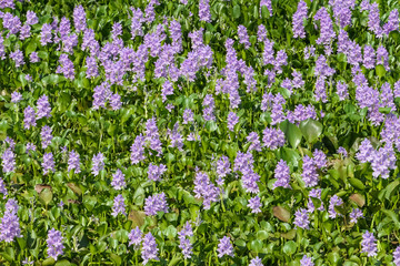Obraz premium Close up of a carpet of Water Hyacinths in a Pantanal Wetlands lagoon, Mato Grosso, Brazil