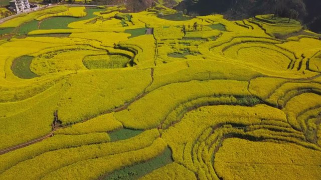 Aerial view drone flight above yellow rapeseed (canola) flower field in spring, Luoping, China