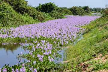 Lagoon covered with purple Water hyacinths in bloom, Pantanal Wetlands, Mato Grosso, Brazil