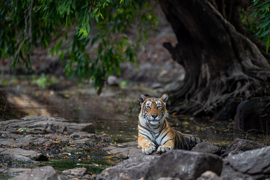 Ranthambore Legendary tigress krishna or T19 resting on rocks near water with beautiful surrounding in jungle. Canvas painting image at Ranthambore national park tiger reserve, india - panthera tigris