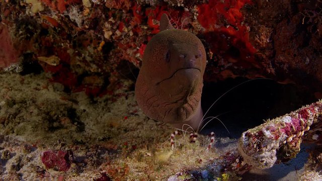 Giant moray eel (Gymnothorax javanicus) with Banded Coral Shrimp (Stenopus hispidus), Indonesia