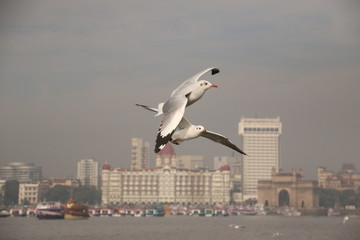 Fototapeta na wymiar Seagulls flying in front of Taj Mahal Palace Mumbai, India)