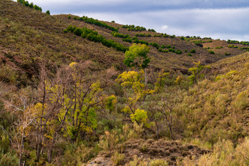 Landscape and trees in Tices (Almeria)