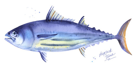 Striped tuna, Skipjack tuna. Hand drawn watercolor fish illustration on white background
