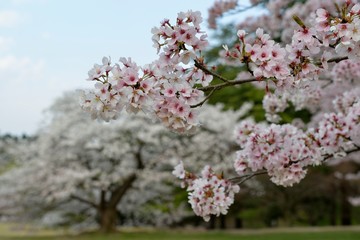 桜