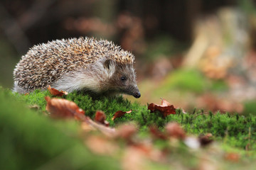 northern white-breasted hedgehog on moss in forest