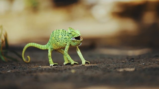 lizard in indian forest 