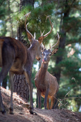 common deer (Cervus elaphus), also called European deer, red deer. Malaga, Spain.