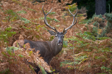 common deer (Cervus elaphus), also called European deer, red deer. Malaga, Spain.