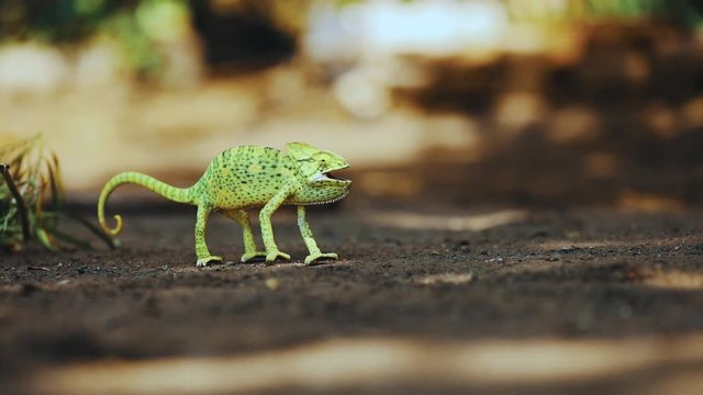 lizard in indian forest 