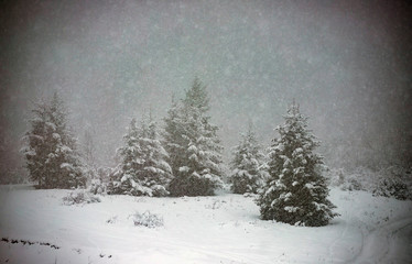 Snowy fir forest in winter mountains