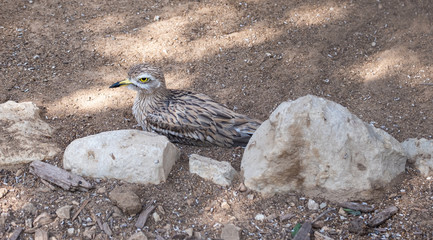 Stone-curlew, also known as dikkop or thick-knees