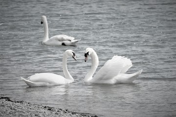 Naklejka na ściany i meble Two Swans swimming on the Lake