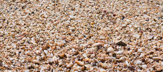 Seashells background. Beautiful shells on the beach on the Ionian Sea, Puglia, Italy