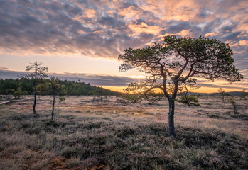 Fototapeta na wymiar Beautiful morning landscape and little pine tree in wetland national park, Finland