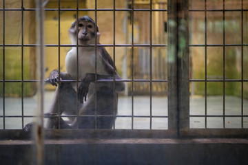 Affe