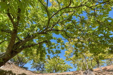 Fototapeta premium Chestnut forest and chestnut fruits in the Genal Valley, province of Malaga. Spain