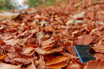 Mobile lost in the middle of the autumn leaves to the depths of the forest, blue mobile, covered with brown leaves, is trodden by someone since it is dirty