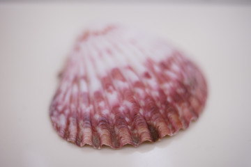 Seashell scallop close-up on a white table