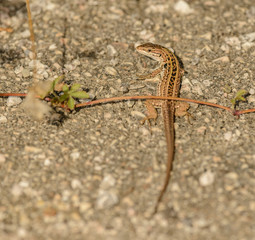 small lizard on the ground under a twig