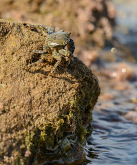 crab on top of the rock in sea