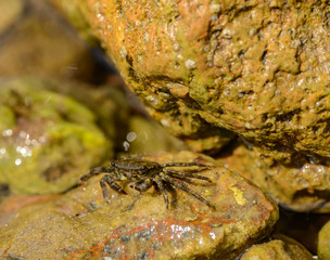 crab on rock in sea