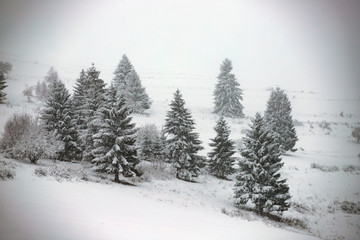 Naklejka premium Snowy fir forest in winter mountains
