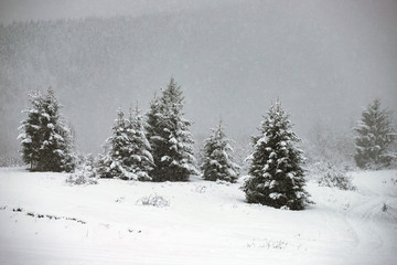Snowy fir forest in winter mountains