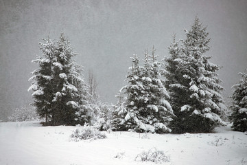 Snowy fir forest in winter mountains