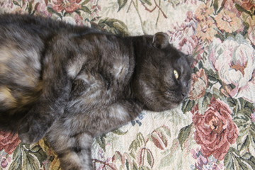 Obraz premium cat with flowers