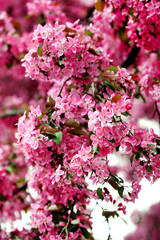 A branch of blooming acacia, pink flowers.