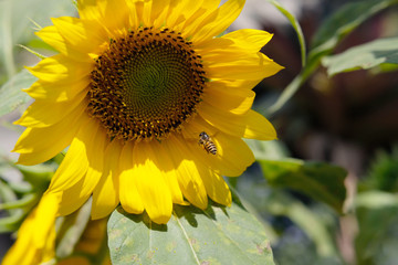 Naklejka premium Honeybee flying to collect pollen on a sunflower in the morning