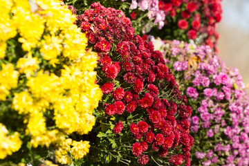Obraz premium Background of colorful flowers chrysanthemums