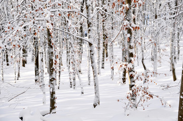 Winterstimmung im Wald, Schnee bedeckt den Waldboden , die letzten Blätter hängen noch an den Bäumen