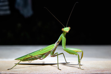 green mantis is looking at the camera
