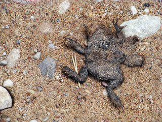 Dead frog