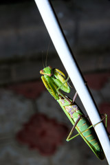 green mantis is looking at the camera
