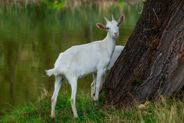Obraz na płótnie Canvas Goat in the meadow