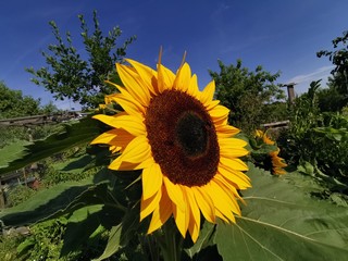 sunflower and sunny times