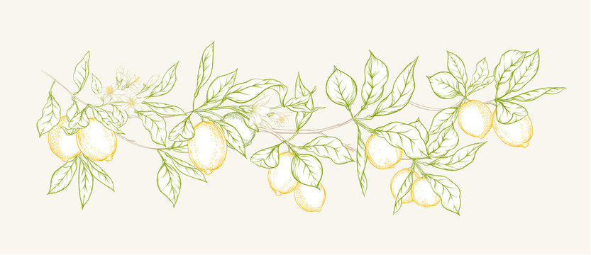 Lemon tree branch with lemons, flowers and leaves. Element for design. Colored outline hand drawing vector illustration.