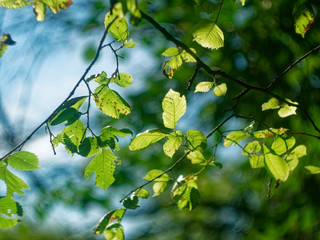 sunlight from the trees in the Park in summer, Moscow.