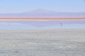 Laguna Chaxa 