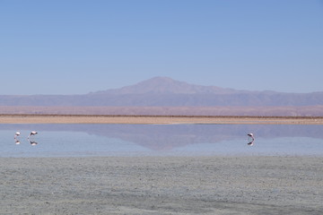 Laguna Chaxa 