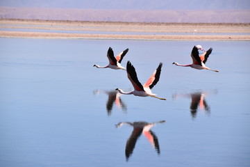 Flamigos Laguna Chaxa 