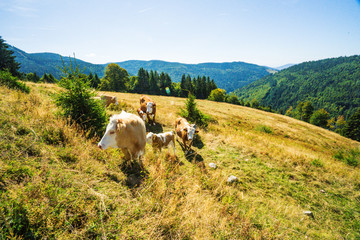 Kühe auf der Weide